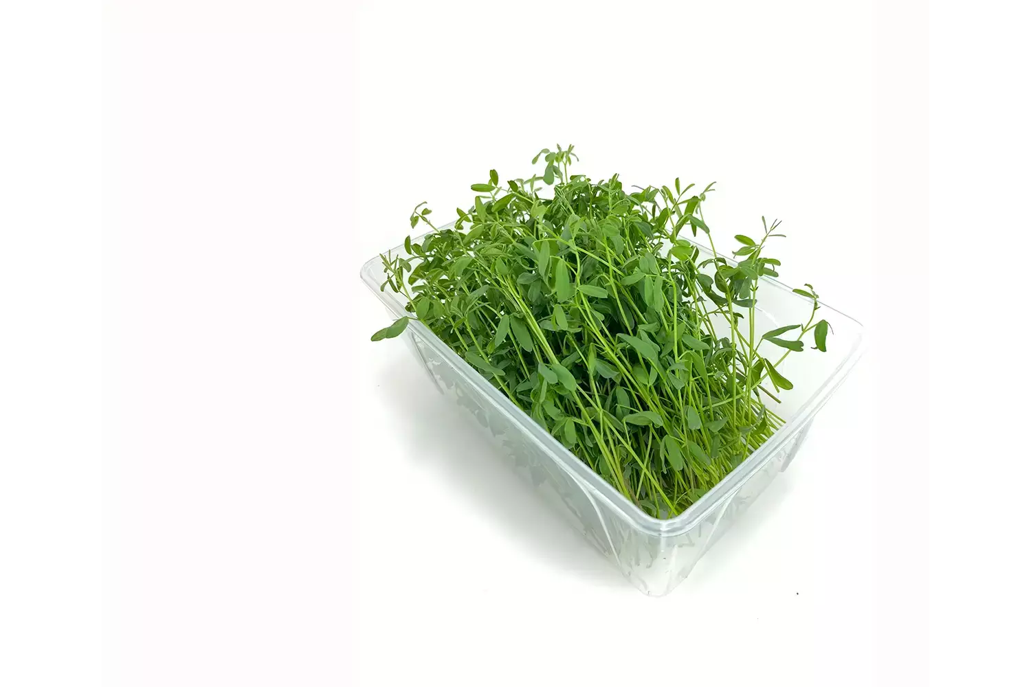 Linzen cress 25gr stuk 2